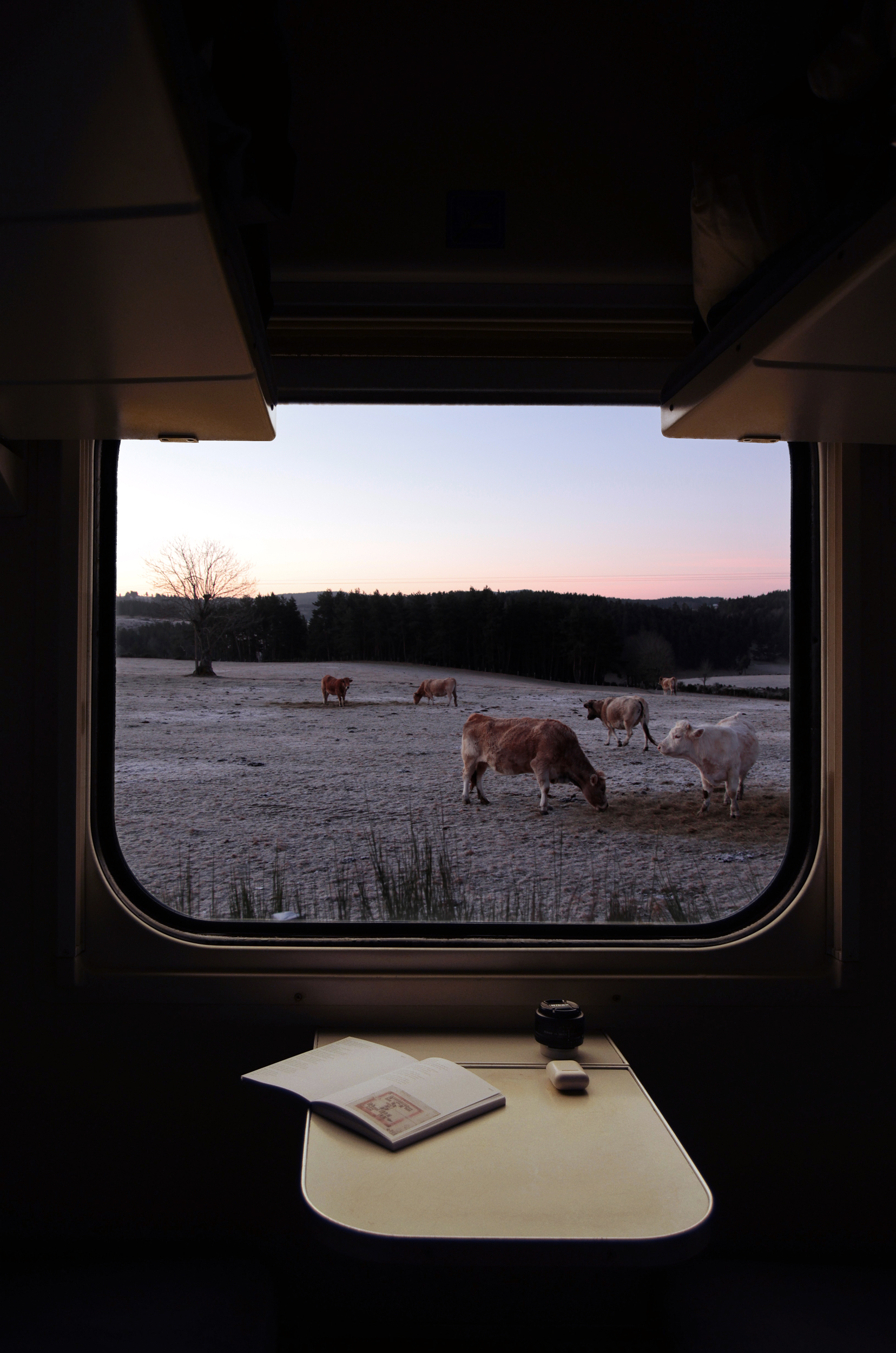 Vaches_Fenetre_Aubrac_2500_sRGB Photomontage © Kate Bezzubets et Alexandre Moisescot